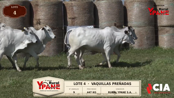Lote Lote 4