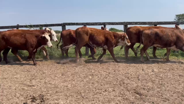 Lote 82 Vaquillonas P/ entorar en Berón de Astrada, Corrientes