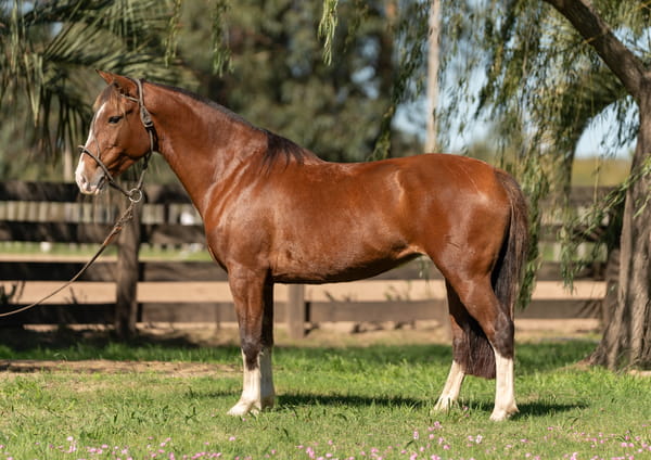 Lote Averías Escupeta