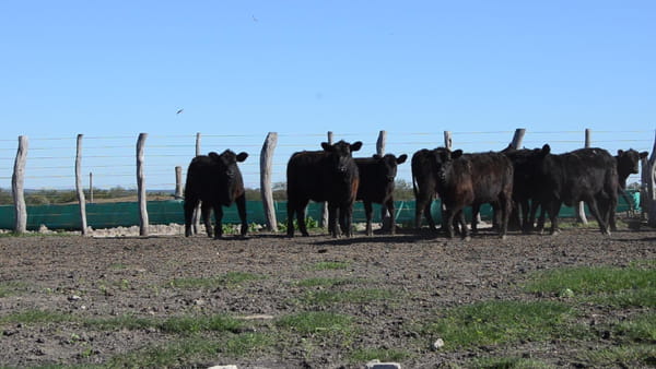 Lote SERVIS SA: 10 vaquillas generales p/servicio