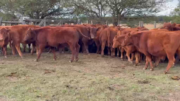 Lote 110 Terneros en Entre Ríos, Chajarí