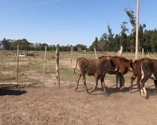Lote 83 Terneros/as en Corrientes, Bella Vista