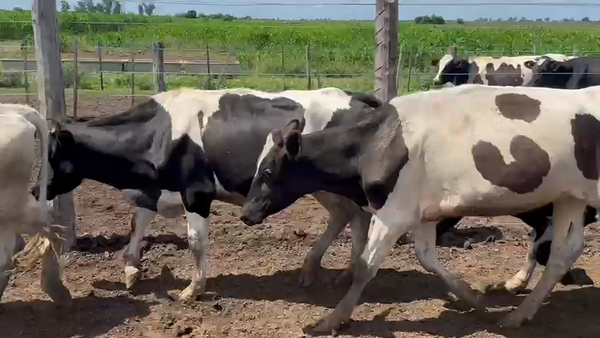 Lote 12 Novillos Holando Argentino en Ramona, Santa Fe