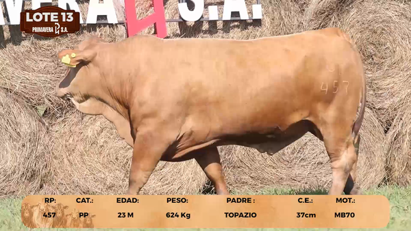 Lote LOTE 13