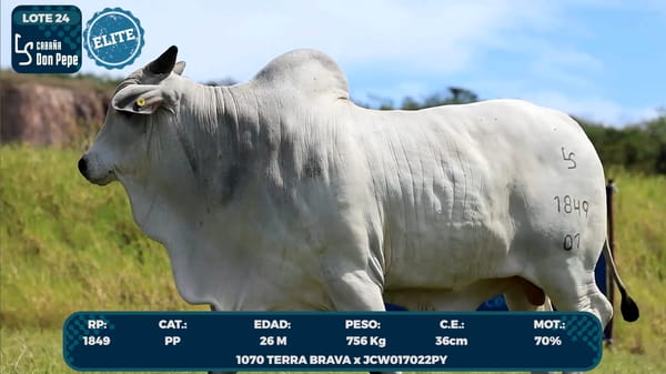 Lote LOTE 24