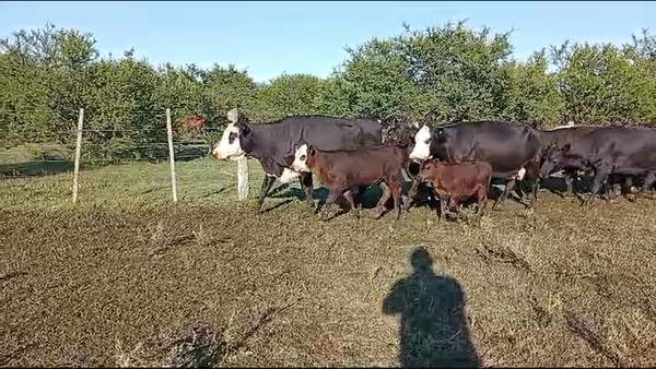 Lote 140 Vacas medio uso C/ cria