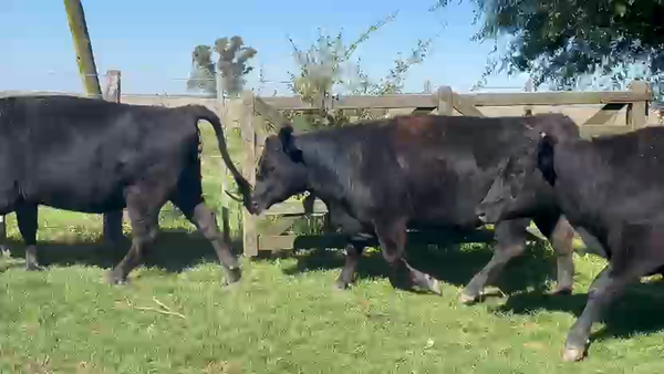 Lote 69 Vaquillonas C/ gtia de preñez