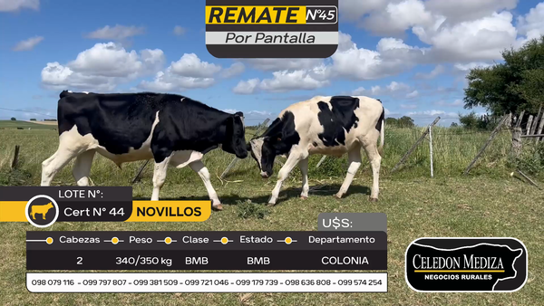 Lote 2 Novillos en Otra Localidad, Colonia
