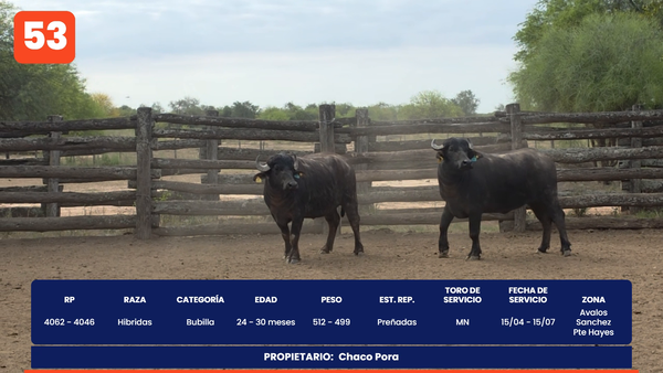 Lote LOTE 53