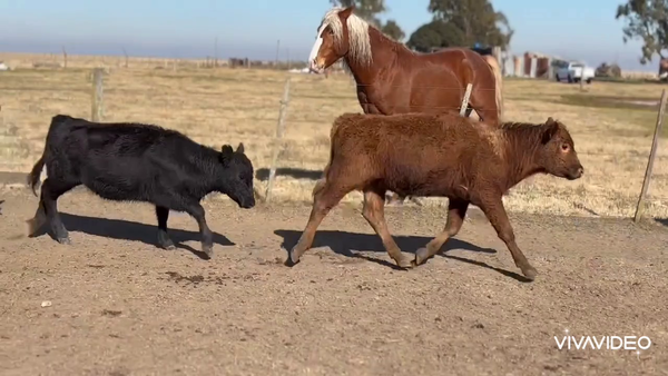 Lote 40 Terneros/as en Pila, Buenos Aires