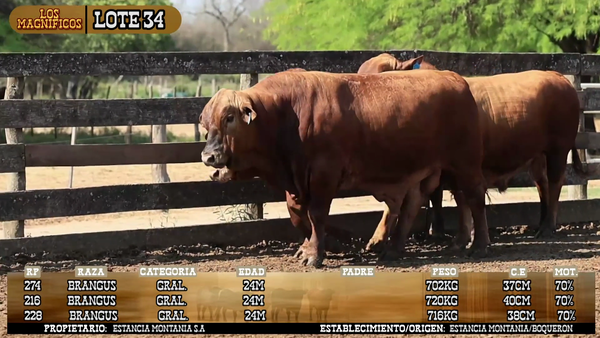 Lote LOTE 34