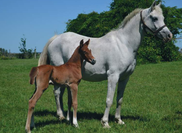 Lote LOS TORDILLOS SHAK