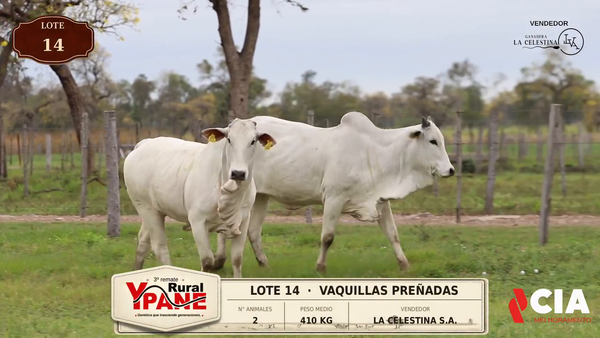 Lote Lote 14