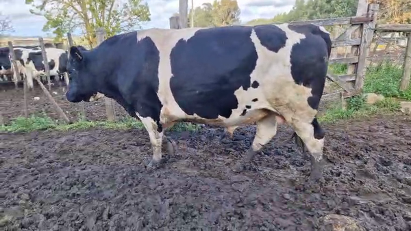 Lote Toros 750kg - , San José