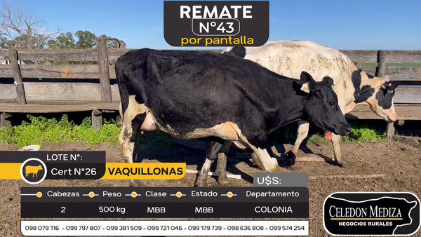 Lote 2 Vacas en produccion en Otra Localidad, Colonia