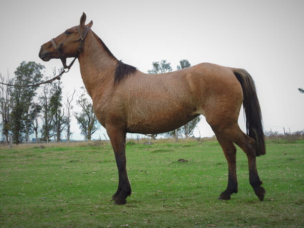 Lote VODKA EL TACUARAL - R.P. 268