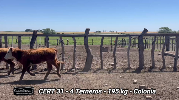 Lote 4 Terneros en La Horqueta, Colonia