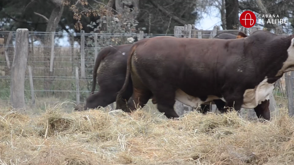 Lote BRAFORD EL ALJIBE