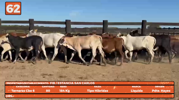 Lote LOTE 62