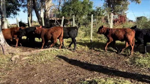 Lote TERNEROS Y TERNERAS