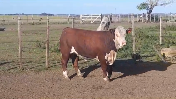 Lote TORO PI - RP 06