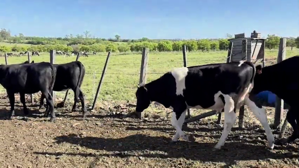 Lote TERNEROS Y TERNERAS HOLANDO