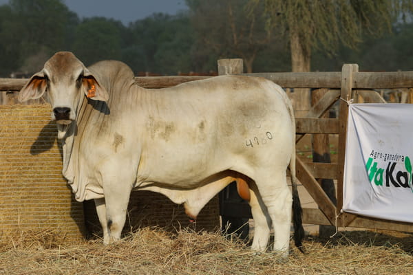 Lote LOTE 51
