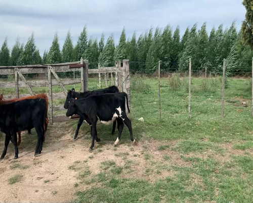 Lote Terneros y terneras