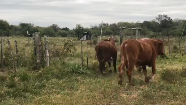 Lote 35 Novillos en Riachuelo, Corrientes