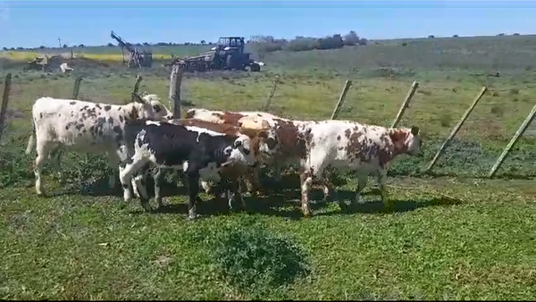 Lote (Vendido)7 Terneros NORMANDO 110kg -  en COLONIA QUEVEDO