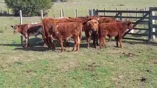 Lote TERNEROS