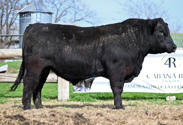Lote TOROS PUROS CONTROLADOS