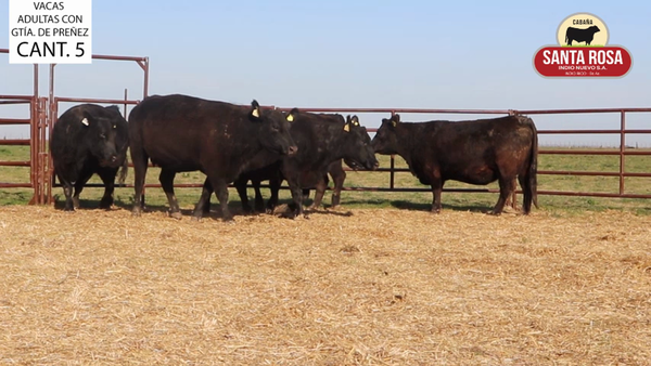 Lote VACAS PREÑADAS SANTA ROSA