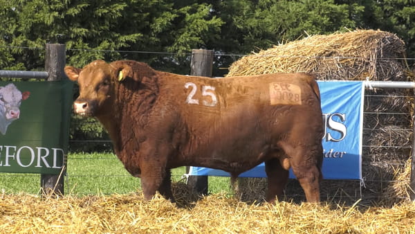 25 -  40028C — TOROS ANGUS PURO CONTROLADO