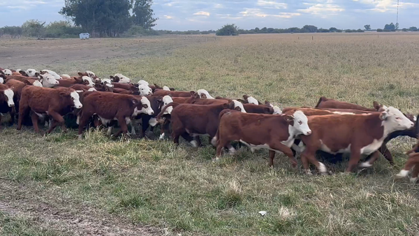 Lote 110 Terneros en Corrientes, Goya