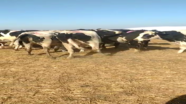 Lote Oitana Raul - Vaquillonas adelantadas