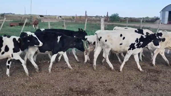 Lote 14 Terneras Holando Argentino en Brinkman, Córdoba