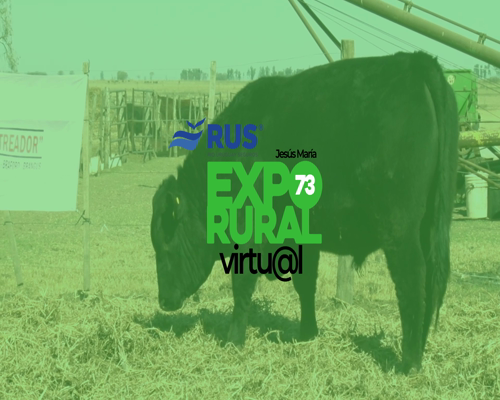 Lote TORO PURO DE PEDIGREE ANGUS