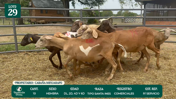 Lote LOTE 29 - POR PANTALLA