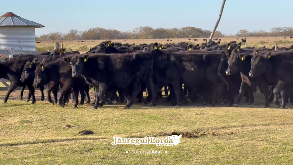 Lote 54 Terneras