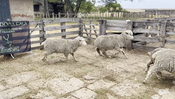 Lote Borregas 2D y DL (MO: Si)