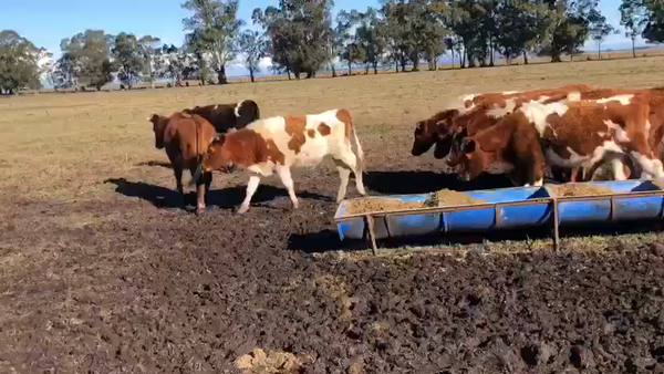 Lote 30 Terneros en Tandil, Buenos Aires