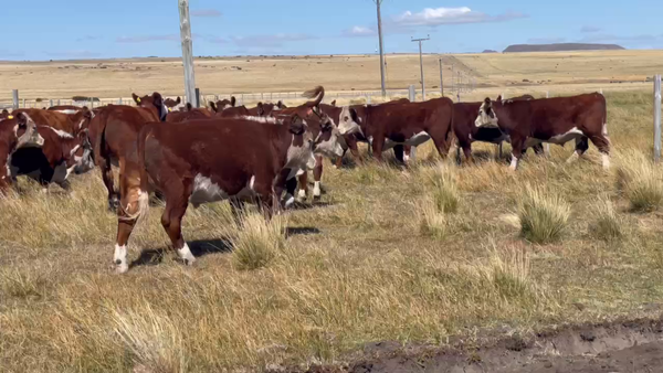 Lote 40 Novillo Gordo en XI Región Aysén, Coyhaique