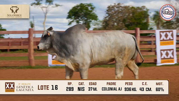 Lote Lote 16