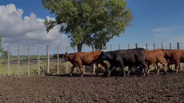 Lote NOVILLOS 1 a 2 AÑOS