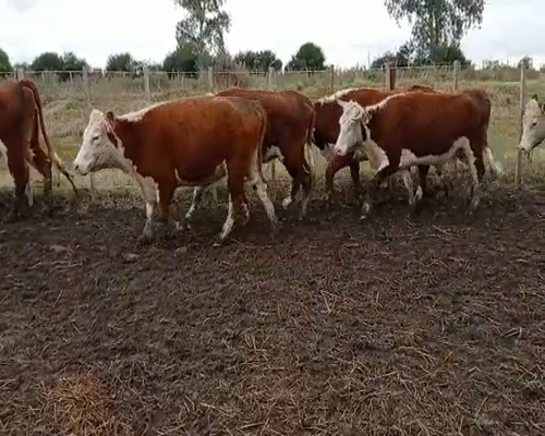 Lote 17 Vacas preñadas en Colonia