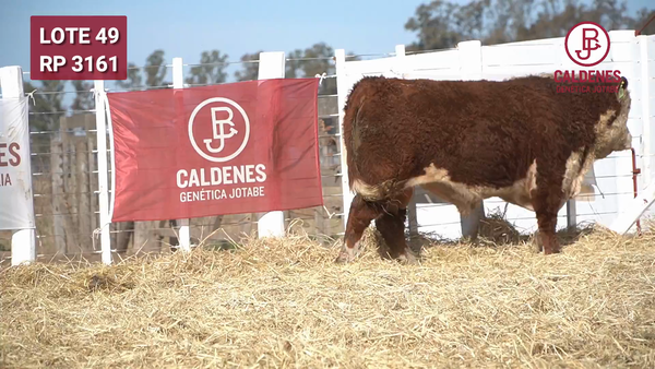 Lote Toro s/