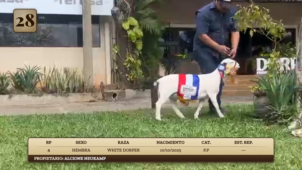Lote LOTE 28