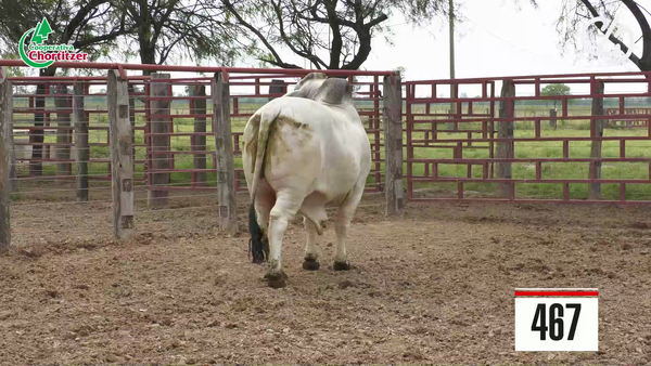 Lote Brahman