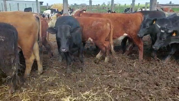 Lote 30 Novillos HEREFORD 340kg - , San José